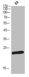 BTC antibody