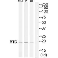 BTC antibody