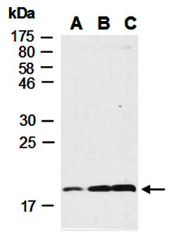 BTC (N) Antibody, Rabbit Polyclonal