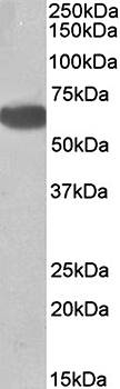 Goat anti-biotinidase (aa372-385) Antibody