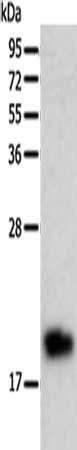 BTG2 antibody