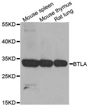 BTLA antibody