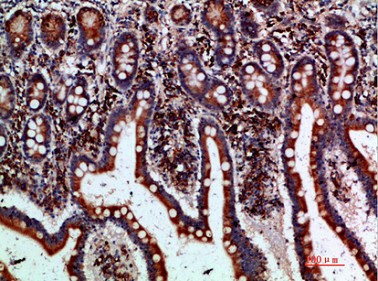 BTLA antibody