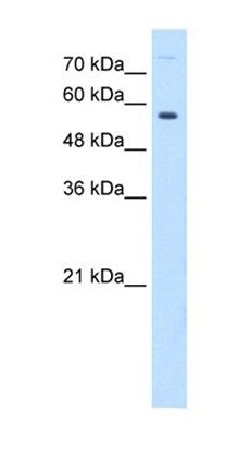 BTN1A1 antibody
