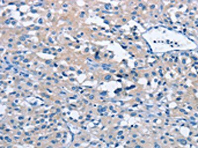 BTN2A2 Antibody
