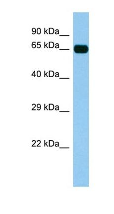 BTN2A3P antibody