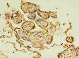 BTN3A1 Antibody