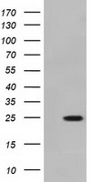 BTN3A2 antibody