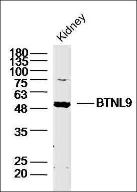 BTNL9 antibody