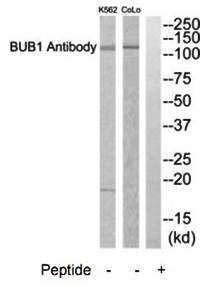 BUB1 antibody