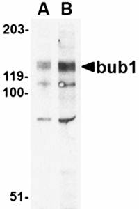 Bub1 Antibody