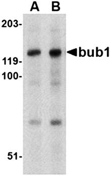 Bub1 Antibody