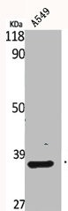 BUB3 antibody