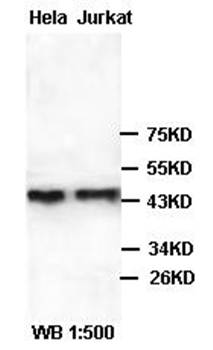 Bub3 Rabbit Polyclonal Antibody