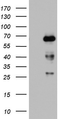 BubR1 Antibody