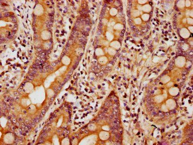 BUD13 Antibody