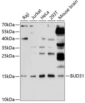 BUD31 antibody
