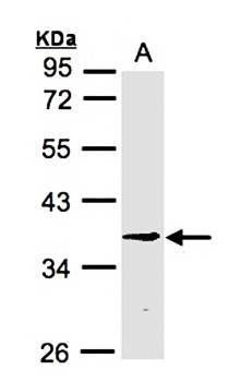BXDC1 antibody