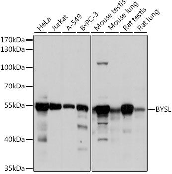 BYSL antibody
