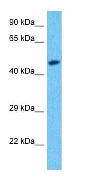 BYST antibody