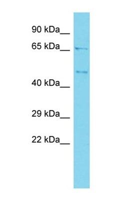 BZW2 antibody