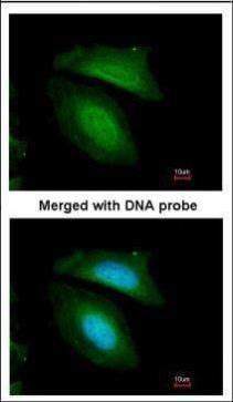 BZW2 antibody
