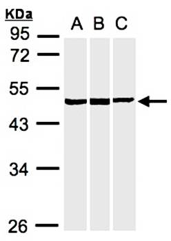 BZW2 antibody