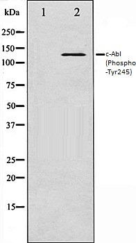 c-Abl (Phospho-Tyr245) antibody
