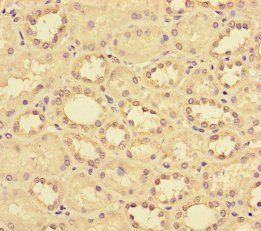 CCL14 Antibody