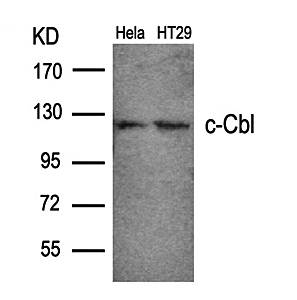c-Cbl (Ab-700) Antibody