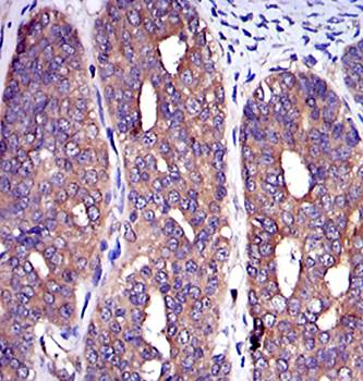 C-CBL Antibody