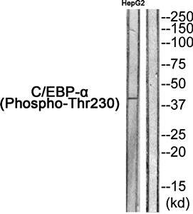 C/EBP-α (Phospho-Thr230) Antibody