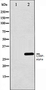 C/EBP-alpha antibody