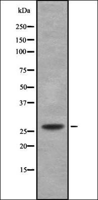 C/EBP delta/epsilon antibody