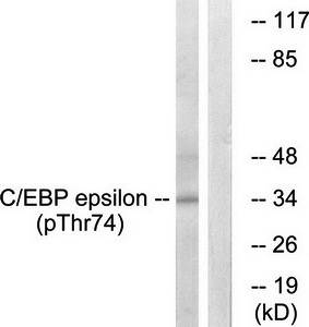 C/EBP-epsilon (phospho-Thr74) antibody