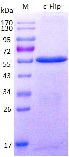 c-Flip protein