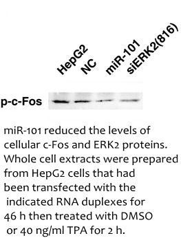 c-FOS (Phospho-Ser374) antibody