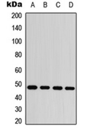 c-Jun (Phospho-S63) antibody