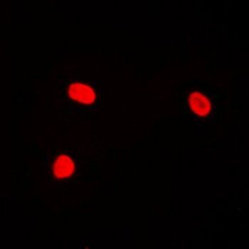c-Jun (Phospho-T239) antibody
