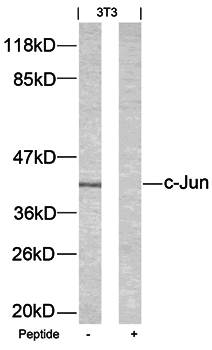 c-Jun (Ab－63) Antibody