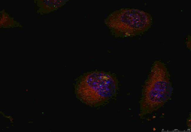 c-Jun (Ab-91) Antibody