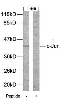 c-Jun (Ab70) Antibody