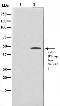 c-Jun (Phospho-Ser243) antibody