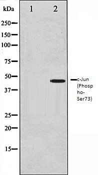 c-Jun (Phospho-Ser73) antibody