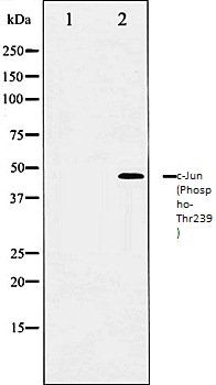 c-Jun (Phospho-Thr239) antibody