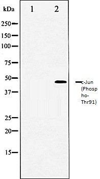 c-Jun (Phospho-Thr91) antibody