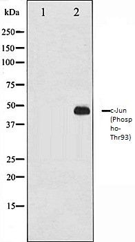 c-Jun (Phospho-Thr93) antibody