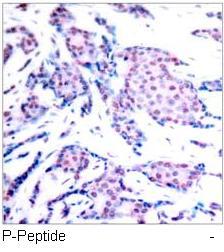 c-Jun (Phospho-Thr93) Antibody