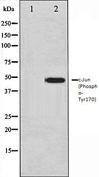 c-Jun (Phospho-Tyr170) antibody