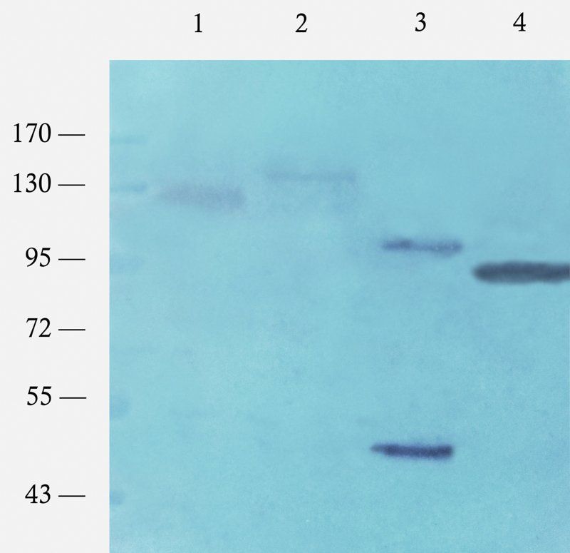 c-Kit Rabbit Polyclonal Antibody